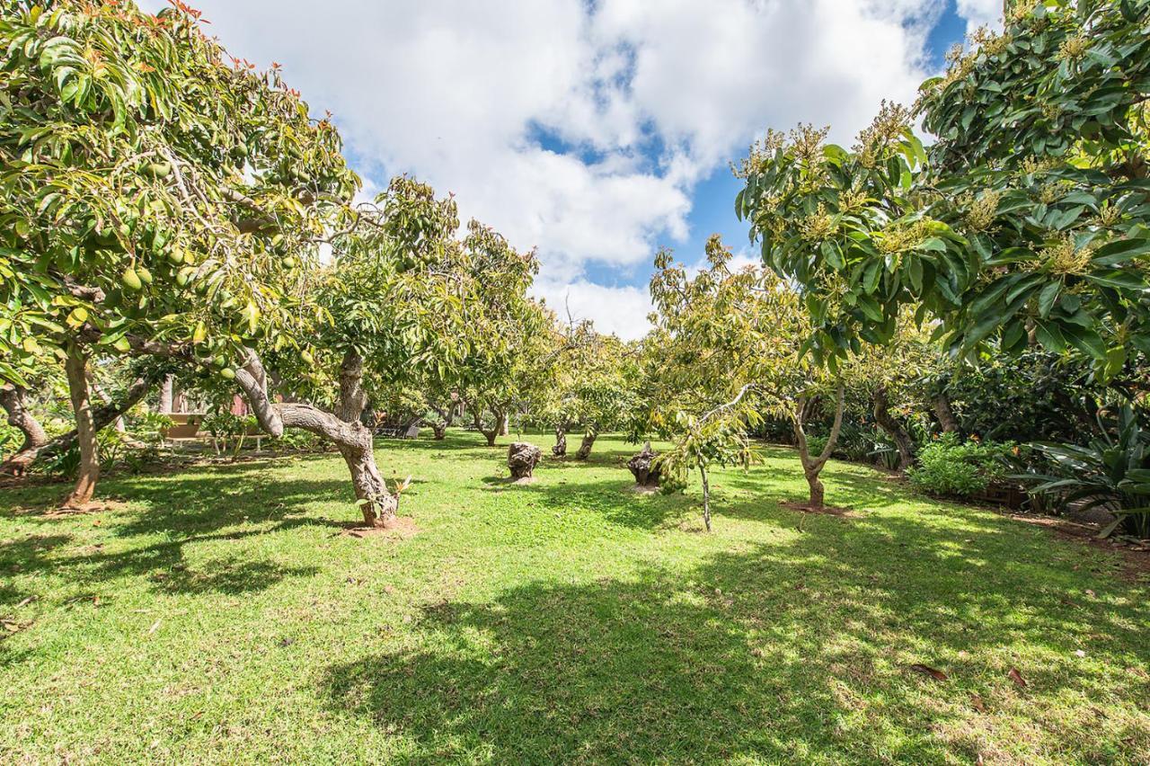 Homeforguest Cosy Rural Flat El Romero With Large Gardens Tacoronte Dış mekan fotoğraf